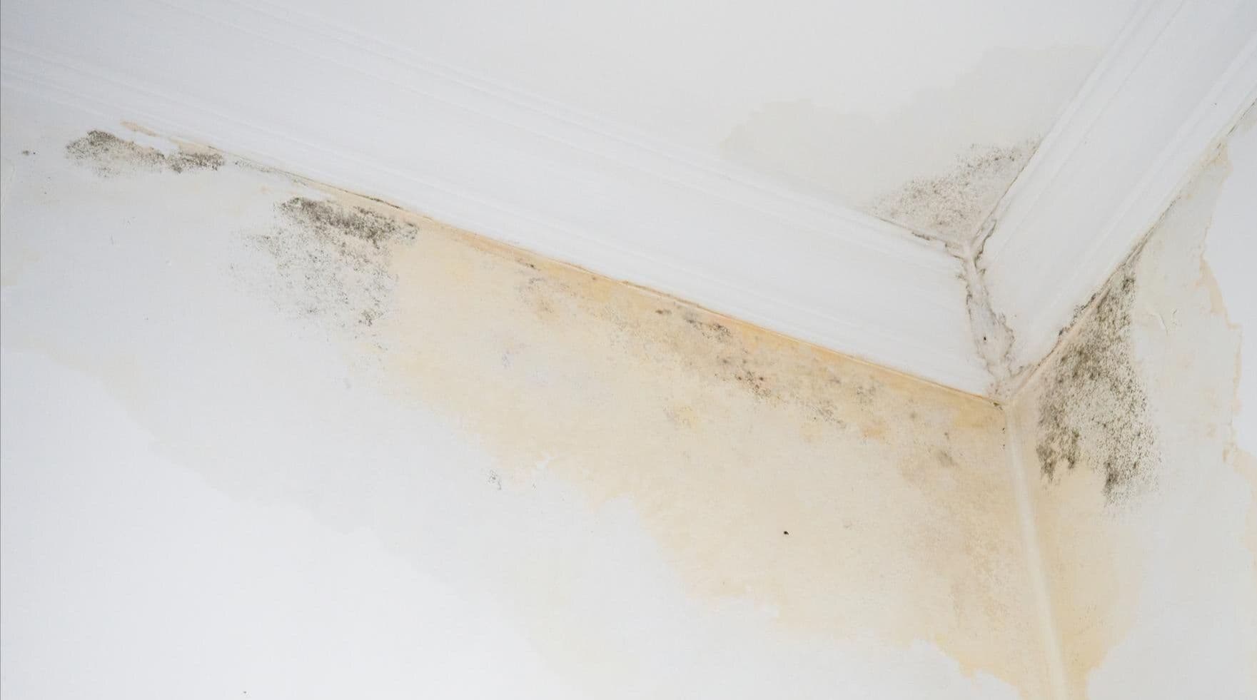 Mold